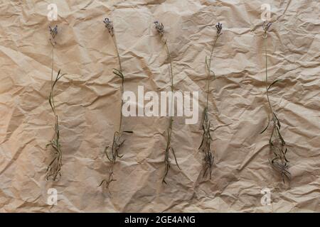 Getrocknete Lavendel-Zweige auf zerknittertem Kraftpapier. Hintergrund für einen Blumenladen, Website, im rustikalen Stil. Eco Lifestyle Konzept mit organischen Materialien. Stockfoto