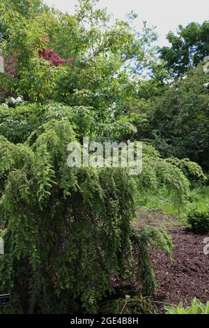 Ein weinender kanadischer Hemlock, Tsuga Canadensis, in einem Park in Hales Corners, Wisconsin Stockfoto