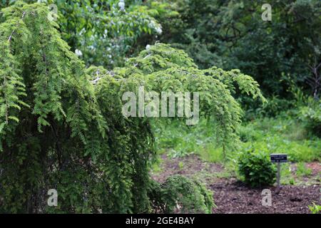 Zweige eines weinenden kanadischen Hemlock, Tsuga Canadensis, in einem Park in Hales Corners, Wisconsin Stockfoto