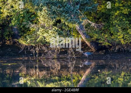 Breit glattes Wasser, das Grün und den Reiher reflektiert Stockfoto