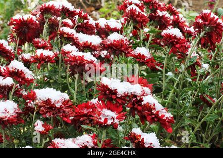Rote Chrysanthemen im Raureif. Chrysanthemen unter dem Schnee. Blumen im Wintergarten. Die Blumen sind mit Schnee bedeckt Stockfoto