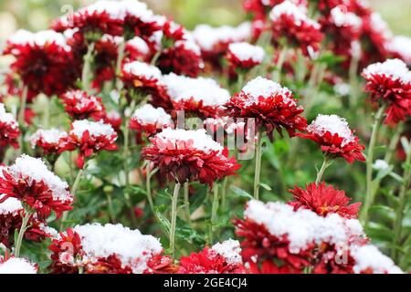 Rote Chrysanthemen im Raureif. Chrysanthemen unter dem Schnee. Blumen im Wintergarten. Die Blumen sind mit Schnee bedeckt Stockfoto