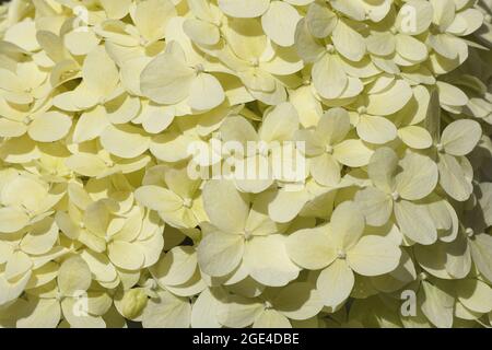 Hintergrund von hellen lindgrünen Blüten der Hydrangea (Hydrangea paniculata Limelight), Familie Hydrangeaceae. Holländischer Garten, Sommer, August. Stockfoto