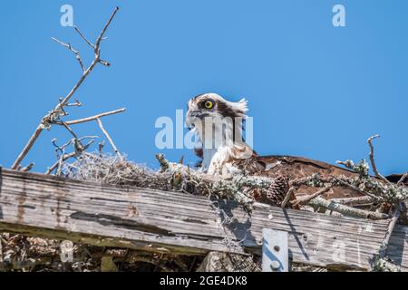 Fischadler sitzt zufrieden in einem Nest aus Ästen, Zweigen und Stäben auf einer quadratischen Plattform hoch oben auf einer Stange über den Feuchtgebieten an einem sonnigen Frühlingstag Stockfoto