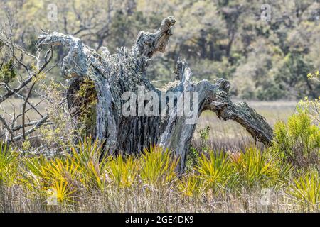 Toter verwitterter Baumstumpf in der schlammigen Salzsumpflandschaft, umgeben von getrockneten Gräsern und Wedeln aus der Nähe und die Wälder im Hintergrund auf einer Sonne Stockfoto