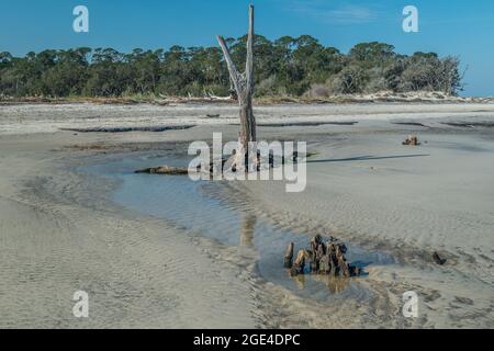 Ebbe am Meer, die flache Pfützen mit Wellenmustern am Sandstrand hinterlässt und Baumstümpfe und Treibholz überall mit den Wäldern freilegt Stockfoto