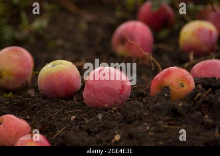 Äpfel auf dem Boden. Äpfel, die von einem Baum fallen, liegen im Regen auf dem Boden Stockfoto