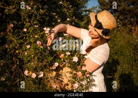 Pflücken von wilden Rosenblättern für aromatischen Kräutertee Stockfoto