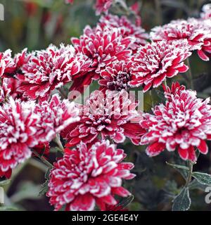 Rote Chrysanthemen im Raureif. Chrysanthemen unter dem Schnee. Blumen im Wintergarten. Die Blumen sind mit Schnee bedeckt Stockfoto