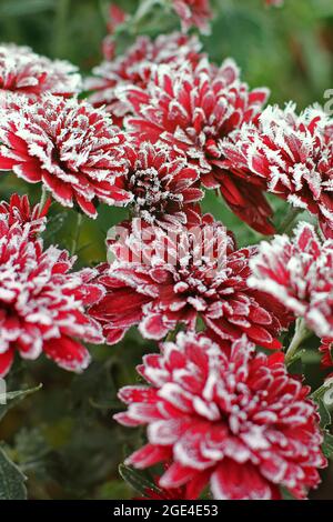Rote Chrysanthemen im Raureif. Chrysanthemen unter dem Schnee. Blumen im Wintergarten. Die Blumen sind mit Schnee bedeckt Stockfoto