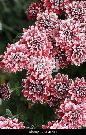 Rote Chrysanthemen im Raureif. Chrysanthemen unter dem Schnee. Blumen im Wintergarten. Die Blumen sind mit Schnee bedeckt Stockfoto