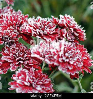 Rote Chrysanthemen im Raureif. Chrysanthemen unter dem Schnee. Blumen im Wintergarten. Die Blumen sind mit Schnee bedeckt Stockfoto