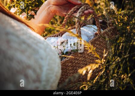 Wilde Rosenblüte auf Spitzentuch im Korbkorb Stockfoto