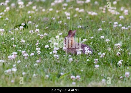 Kleines braunes Wildkaninchen im Wildklee Stockfoto