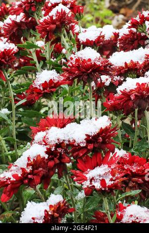 Rote Chrysanthemen im Raureif. Chrysanthemen unter dem Schnee. Blumen im Wintergarten. Die Blumen sind mit Schnee bedeckt Stockfoto