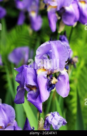 Iris im Garten. Der Sommergarten ist voller Blumen Stockfoto