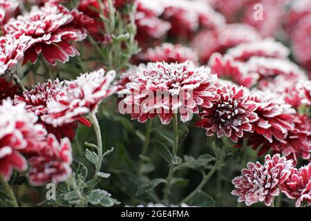 Rote Chrysanthemen im Raureif. Chrysanthemen unter dem Schnee. Blumen im Wintergarten. Die Blumen sind mit Schnee bedeckt Stockfoto