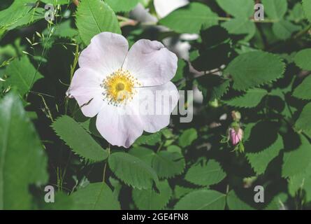 Weiße Hagebutte Blume im Wald.Hagebutte Blume. Wald blühender Hagebuttenbusch an einem sonnigen Sommertag, Nahaufnahme Stockfoto