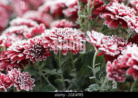 Rote Chrysanthemen im Raureif. Chrysanthemen unter dem Schnee. Blumen im Wintergarten. Die Blumen sind mit Schnee bedeckt Stockfoto