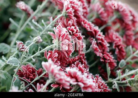 Rote Chrysanthemen im Raureif. Chrysanthemen unter dem Schnee. Blumen im Wintergarten. Die Blumen sind mit Schnee bedeckt Stockfoto