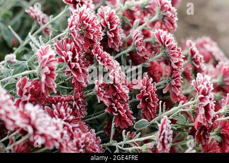Rote Chrysanthemen im Raureif. Chrysanthemen unter dem Schnee. Blumen im Wintergarten. Die Blumen sind mit Schnee bedeckt Stockfoto