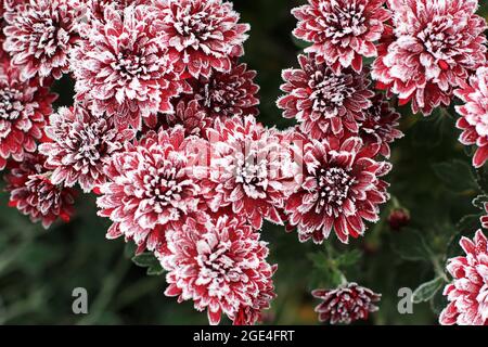 Rote Chrysanthemen im Raureif. Chrysanthemen unter dem Schnee. Blumen im Wintergarten. Die Blumen sind mit Schnee bedeckt Stockfoto