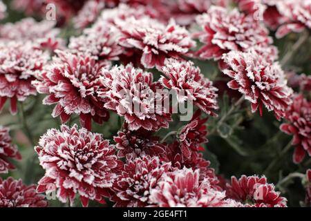 Rote Chrysanthemen im Raureif. Chrysanthemen unter dem Schnee. Blumen im Wintergarten. Die Blumen sind mit Schnee bedeckt Stockfoto