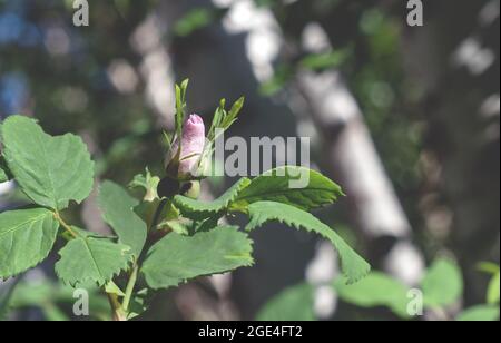 Rosa Hagebutte Blume im Wald.Hagebutte Blume. Wald blühender Hagebuttenbusch an einem sonnigen Sommertag, Nahaufnahme. Speicherplatz kopieren. Stockfoto