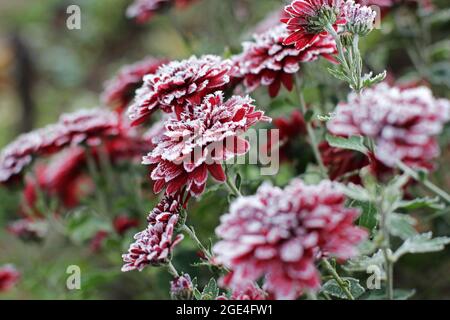 Rote Chrysanthemen im Raureif. Chrysanthemen unter dem Schnee. Blumen im Wintergarten. Die Blumen sind mit Schnee bedeckt Stockfoto