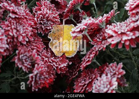 Rote Chrysanthemen im Raureif. Chrysanthemen unter dem Schnee. Blumen im Wintergarten. Die Blumen sind mit Schnee bedeckt Stockfoto