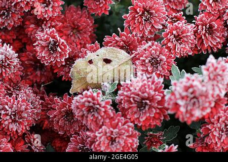 Rote Chrysanthemen im Raureif. Chrysanthemen unter dem Schnee. Blumen im Wintergarten. Die Blumen sind mit Schnee bedeckt Stockfoto