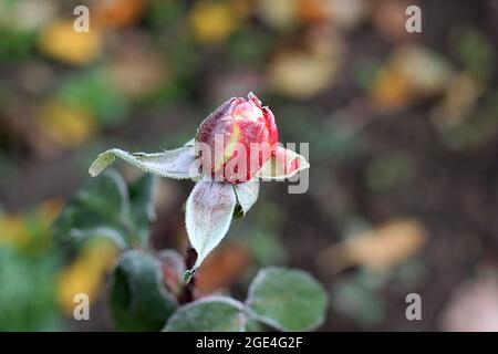 Rosebud im Wintergarten. Rose im Raureif. Einfrieren Stockfoto