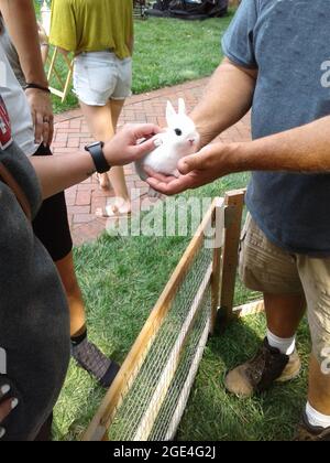 Blanc de Hotot Hasen Stockfoto