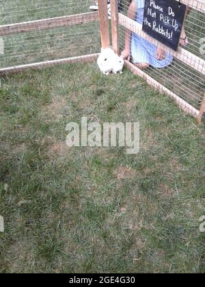 Blanc de Hotot Hasen Stockfoto