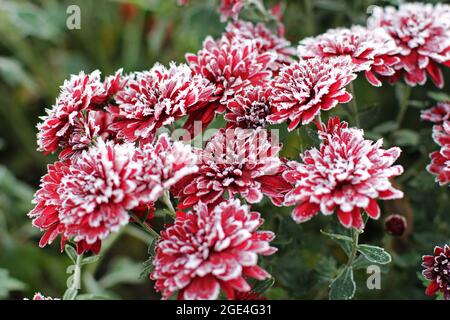 Rote Chrysanthemen im Raureif. Chrysanthemen unter dem Schnee. Blumen im Wintergarten. Die Blumen sind mit Schnee bedeckt Stockfoto