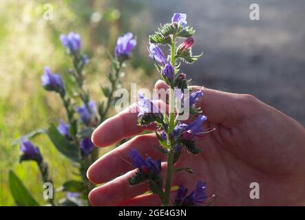 Die Hand der Frau nimmt blaue Blüten - Blaubeed (Echium vulgare) ist eine Heilpflanze.Nahaufnahme. Stockfoto