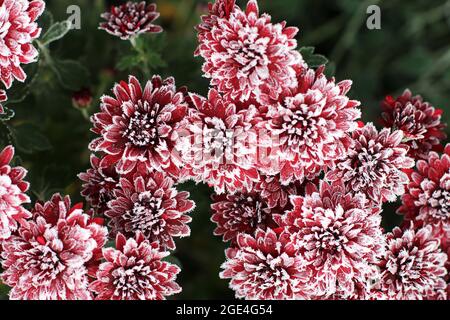 Rote Chrysanthemen im Raureif. Chrysanthemen unter dem Schnee. Blumen im Wintergarten. Die Blumen sind mit Schnee bedeckt Stockfoto