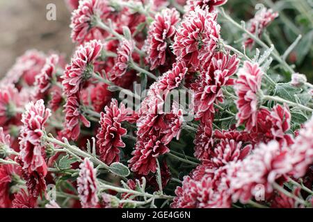 Rote Chrysanthemen im Raureif. Chrysanthemen unter dem Schnee. Blumen im Wintergarten. Die Blumen sind mit Schnee bedeckt Stockfoto