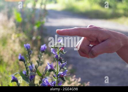 Die Hand der Frau berührt die blauen Blüten - Blaubeed (Echium vulgare) ist eine Heilpflanze. Nahaufnahme. Stockfoto