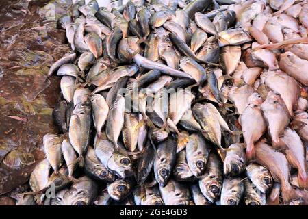 Sortiment an frischen Fisch an der Fischhändler Stockfoto