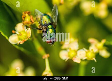 Grüne Flasche Fliegen Sie Lucilia caesar im Gartenbusch August Stockfoto