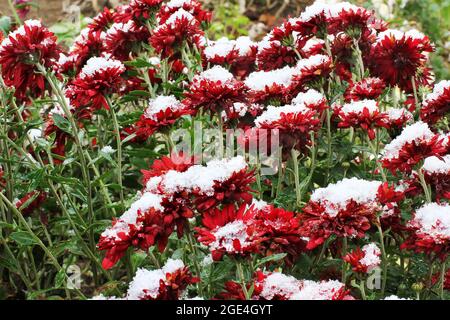 Rote Chrysanthemen im Raureif. Chrysanthemen unter dem Schnee. Blumen im Wintergarten. Die Blumen sind mit Schnee bedeckt Stockfoto