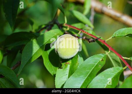 Nahaufnahme des Pfirsichs im peachtree, Prunus persica Melred. Holländischer Garten, Sommer, August, Stockfoto