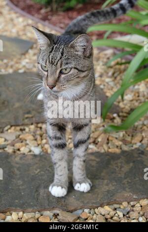 Grauer Tiger gestreifte Hauskatze im Freien, die auf einer Gartenterrasse steht. Stockfoto