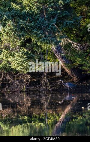 Blauer Reiher, der auf einem reflektierenden Wasserbecken unter Bäumen steht Stockfoto