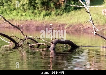Gefallener Baum in einem kleinen See im bundesstaat washington Stockfoto