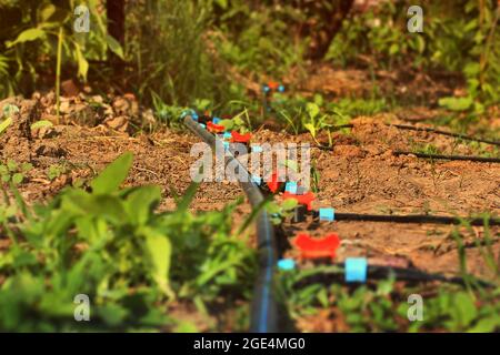 Tropfbewässerungssystem. Bewässerungssystem im Garten Stockfoto