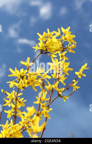 Der Baum blüht. Dogwood Tree. Feder Stockfoto