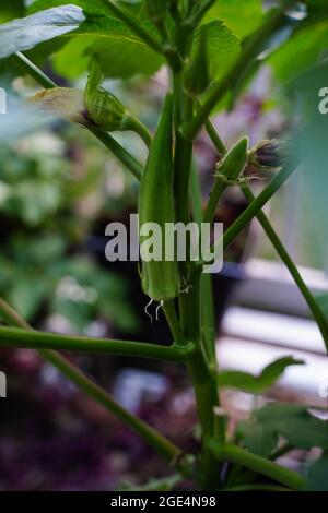 Okra Gemüse bereit Ernte, selektiver Fokus Stockfoto