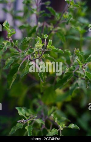 Tulsi- oder Thulasi-Werk, selektiver Fokus Stockfoto